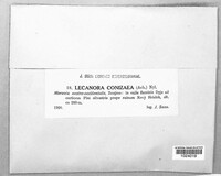 Lecanora expallens image